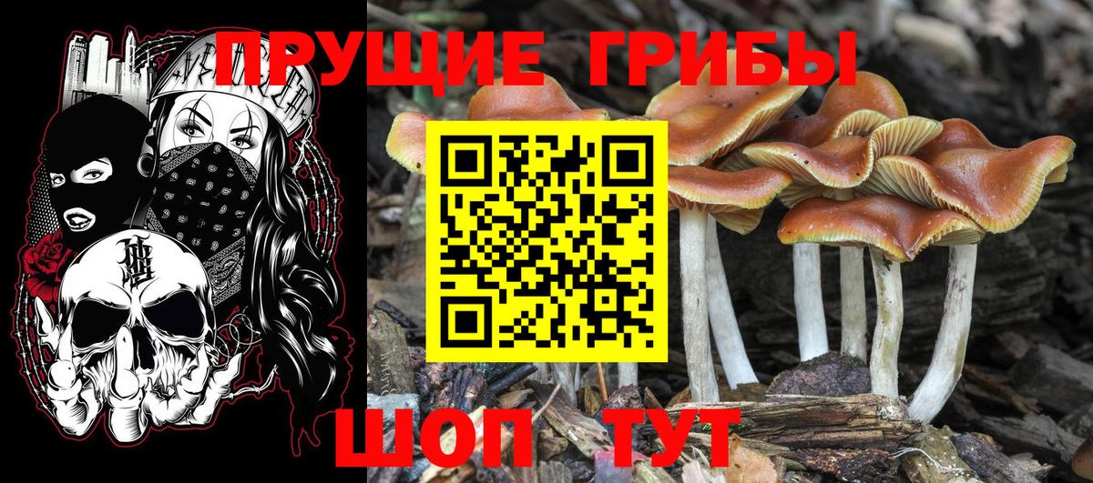 Псилоцибиновые грибы Psilocybine cubensis  купить наркотики сайты  Черкесск  Вход с VPN  Галлюциногенные грибы прущие грибы 